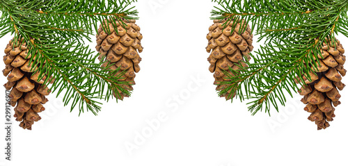 Fototapeta Naklejka Na Ścianę i Meble -  Pinecone with spruce branch isolated on white background with clipping path