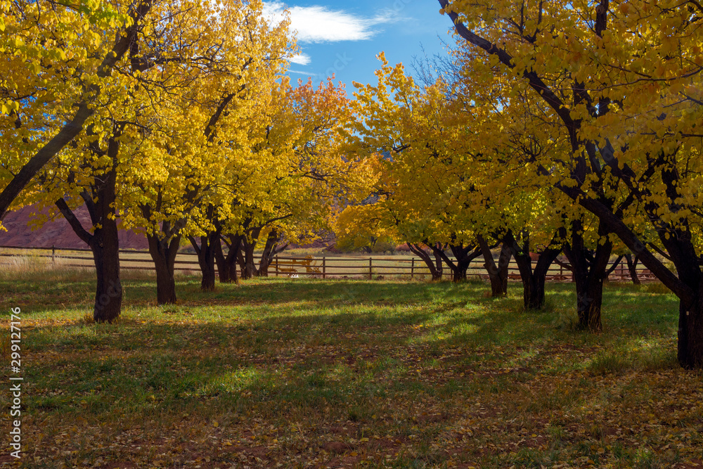 Fall Colors in the Orchards at Capital Reef, Fruita District, Utah