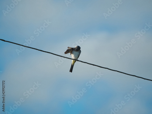 A bird sits on wires cleans feathers. Sky background. © Andrei