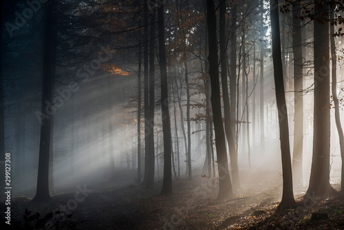 Novembertag im Wald, Sonnenstrahlen durchdringen strahlenförmig den Nebel photo