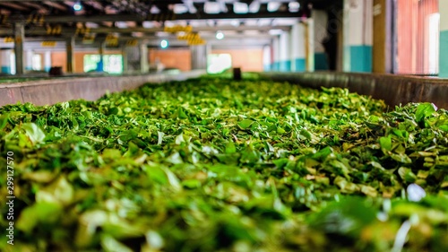 Green tea in Sri Lanka