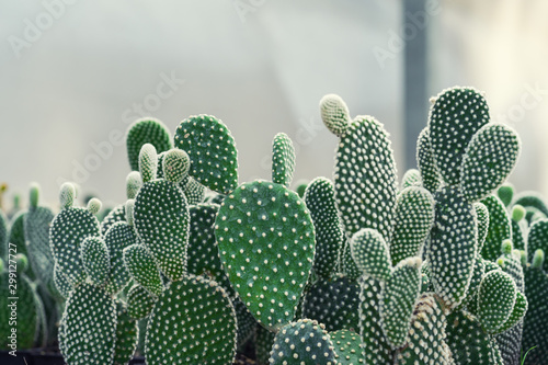 Close-up of Opuntia Cactus plant in the farm with copy space.