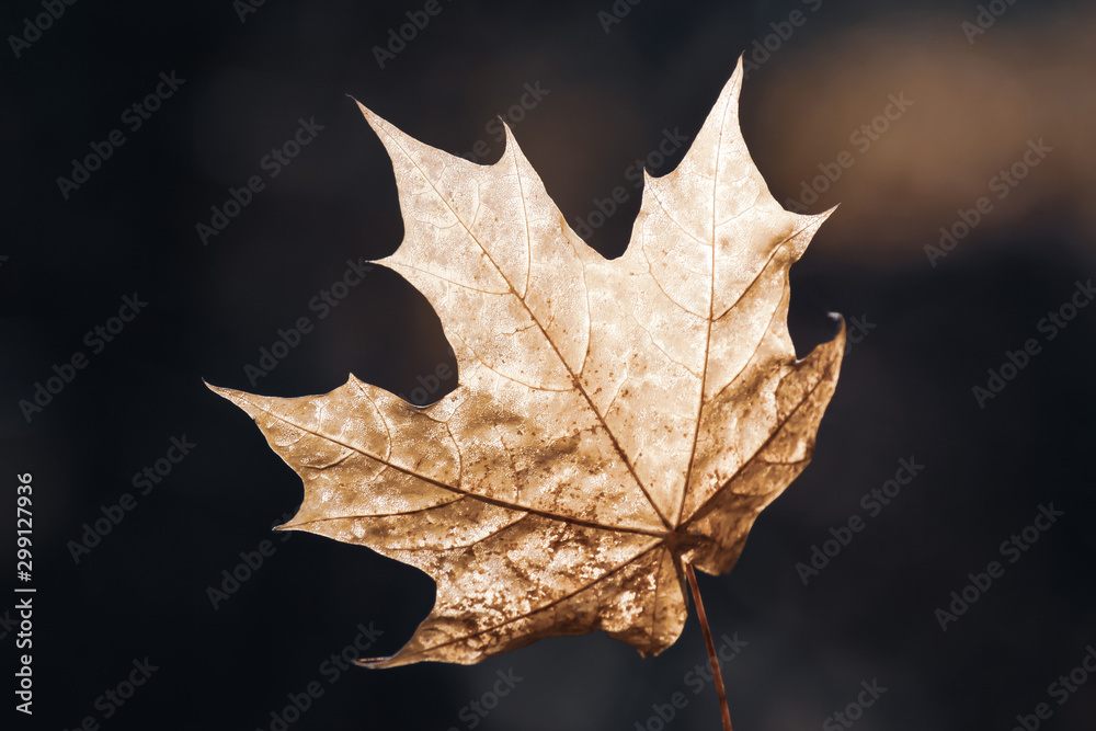 Golden single maple leaf isolated on dark brown background. Autumn and weather concept. Beautiful background. Golden single maple leaf isolated on dark brown background. Autumn and weather concept. Beautiful background.