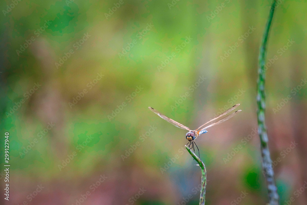 Dragonfly hold on dry branches and copy space .Dragonfly in the nature. Dragonfly in the nature habitat. Beautiful nature scene with dragonfly outdoor.a background wallpaper.The concept for writing Dragonfly hold on dry branches and copy space .Dragonfly in the nature. Dragonfly in the nature habitat. Beautiful nature scene with dragonfly outdoor.a background wallpaper.The concept for writing