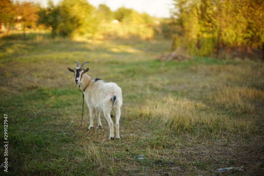 portrait of a white domestic goat in sunny forest. portrait of a white domestic goat in sunny forest.