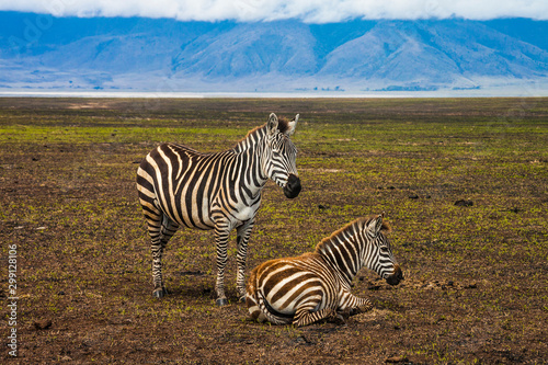 Zebras in the Ngorongoro Crater