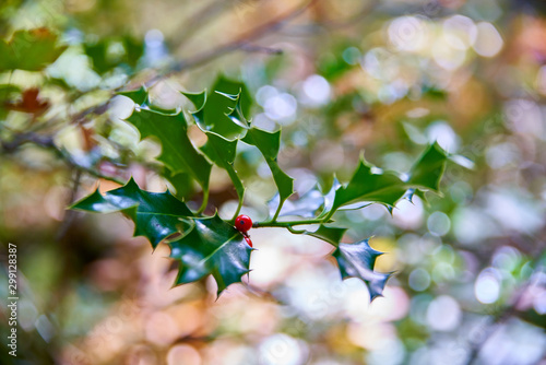 Holly stalk and its red berry, in autumn photo