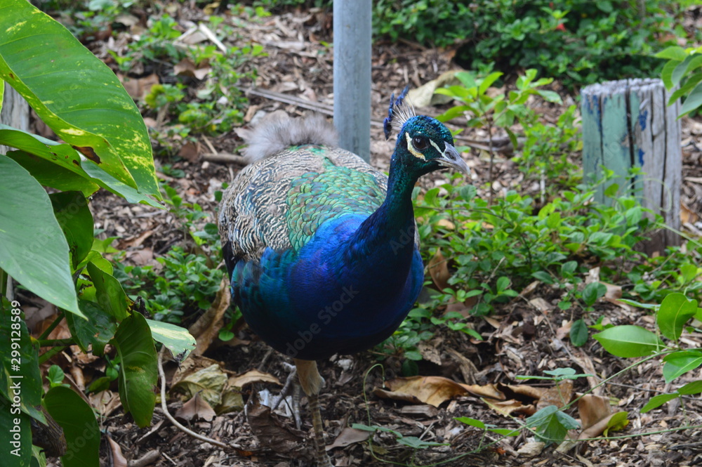 Obraz premium Peacock in the middle of the nature