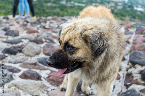 A dog on the top of Pyramid of the Sun, the largest ruins of the architecturally Mesoamerican pyramids in Teotihuacan, an ancient Mesoamerican city located in a sub-valley of the Valley of Mexico