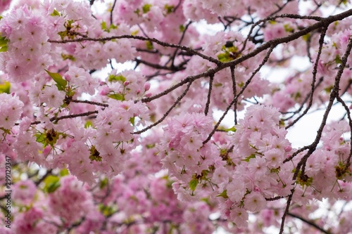 Pink cherry blossom in spring season of Japan