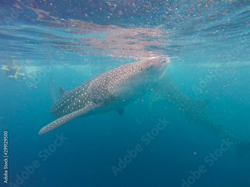 Whale Shark in Cebu, Philippines © Sara