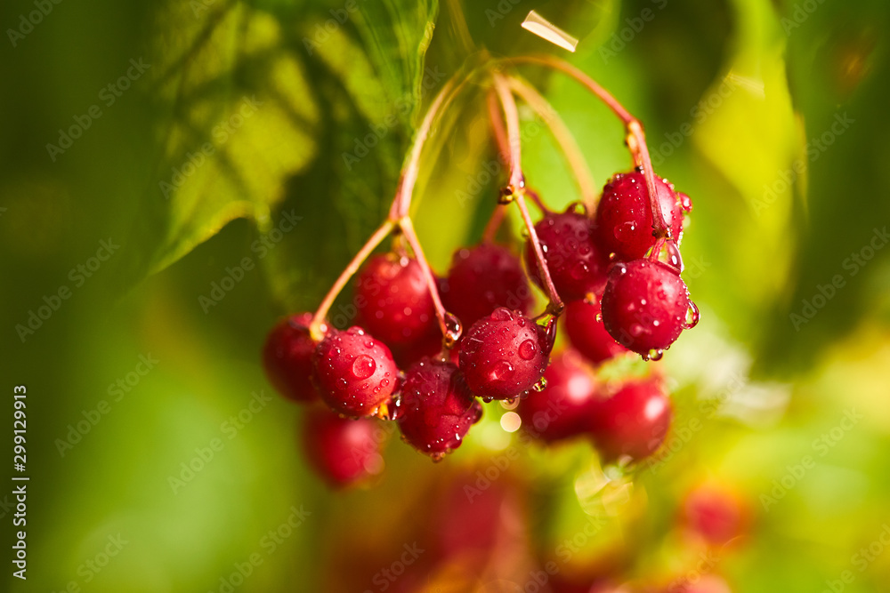 Branches of viburnum (Ukrainian Kalina) berries with its leaves on the