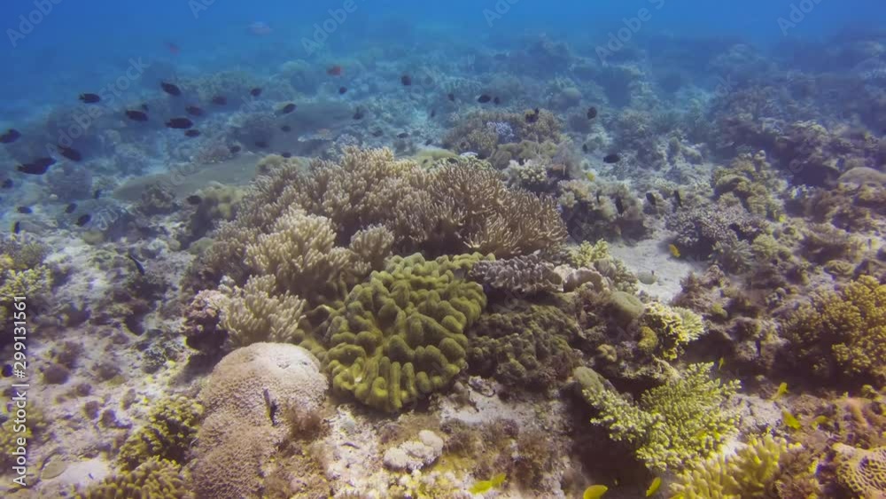 Hard and soft corals on a tropical reef in the Philippines Hard and soft corals on a tropical reef in the Philippines