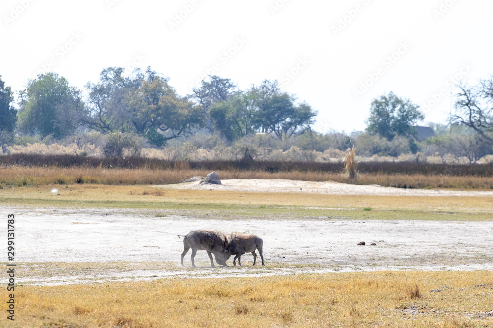 warthogs that fight for the territory in the African savannah, a funny animal similar to the wild boar with long tusks. Photography of wild nature and animals warthogs that fight for the territory in the African savannah, a funny animal similar to the wild boar with long tusks. Photography of wild nature and animals