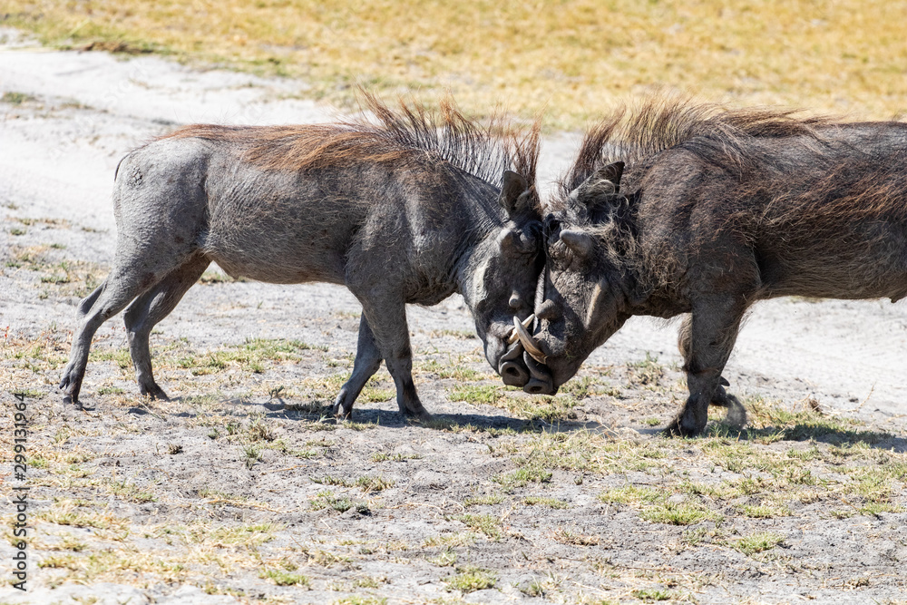 warthogs that fight for the territory in the African savannah, a funny