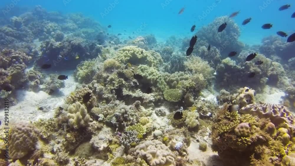 Hard and soft corals on a tropical reef in the Philippines Hard and soft corals on a tropical reef in the Philippines