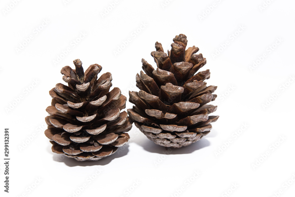 fir cones on a white background fir cones on a white background
