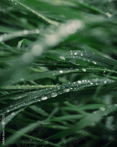 Many drops in a green leaves 