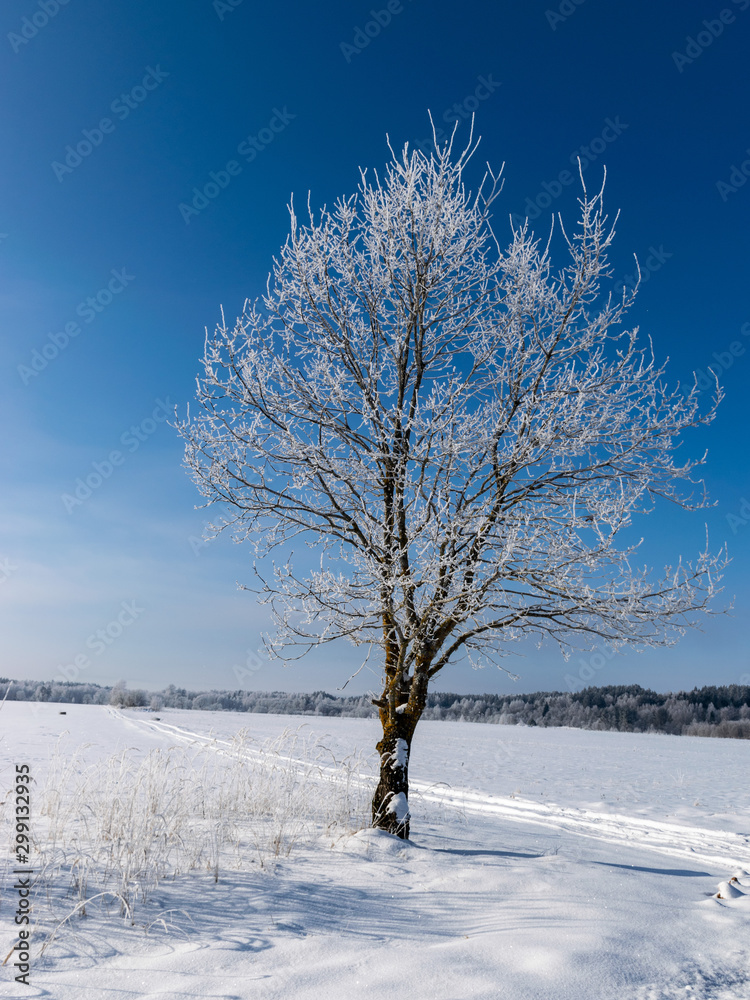 beautiful winter picture with white snow-covered tree in the middle of the field, sunny winter day beautiful winter picture with white snow-covered tree in the middle of the field, sunny winter day