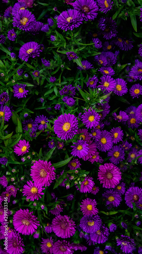 purple flowers in the garden