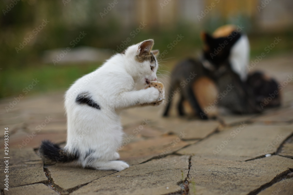 Spotted white kitten sits in the garden in a funny pose, cat eats fat comically. Spotted white kitten sits in the garden in a funny pose, cat eats fat comically.