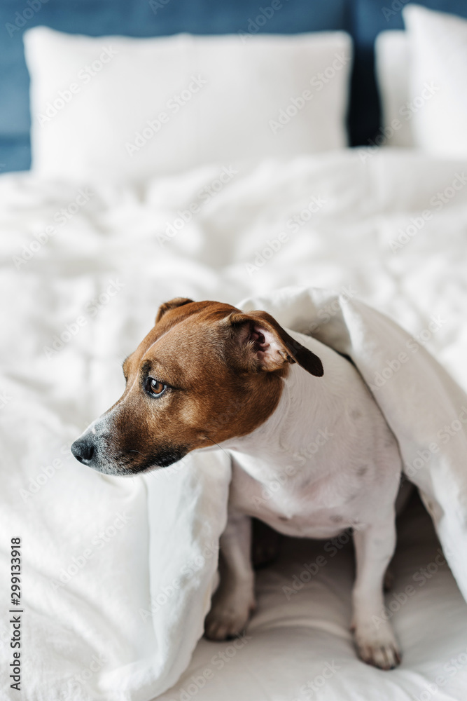Cute dog Jack Russell Terrier lies on a white bed in a cozy bedroom. Cute dog Jack Russell Terrier lies on a white bed in a cozy bedroom.