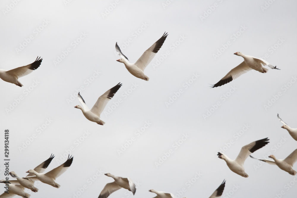 Obraz premium Gęsi śnieżne przelatują nad polami w Pensylwanii podczas wiosennej migracji.