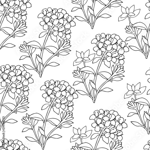 Hand drawn thyme seamlesы. Sketch pattern with wild flowers.