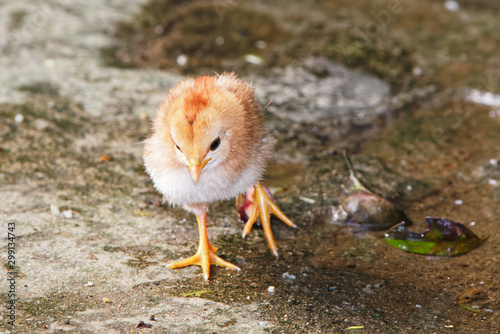 Little young chick running on the wet stone floor