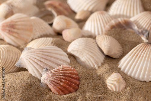 Shells on sunny beach