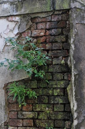 Deteriorated White Wall with Bricks underneath and Moss