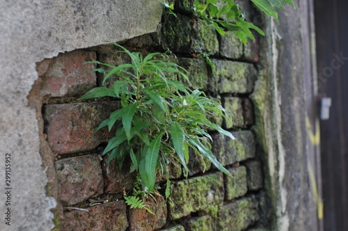 Deteriorated White Wall with Bricks underneath and Moss