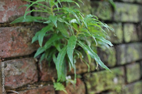Deteriorated White Wall with Bricks underneath and Moss
