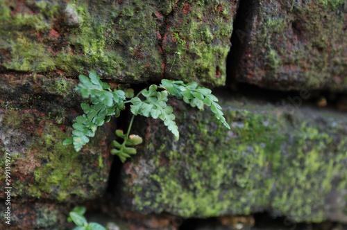 Old Broken Red Brick Wall with Green Moss