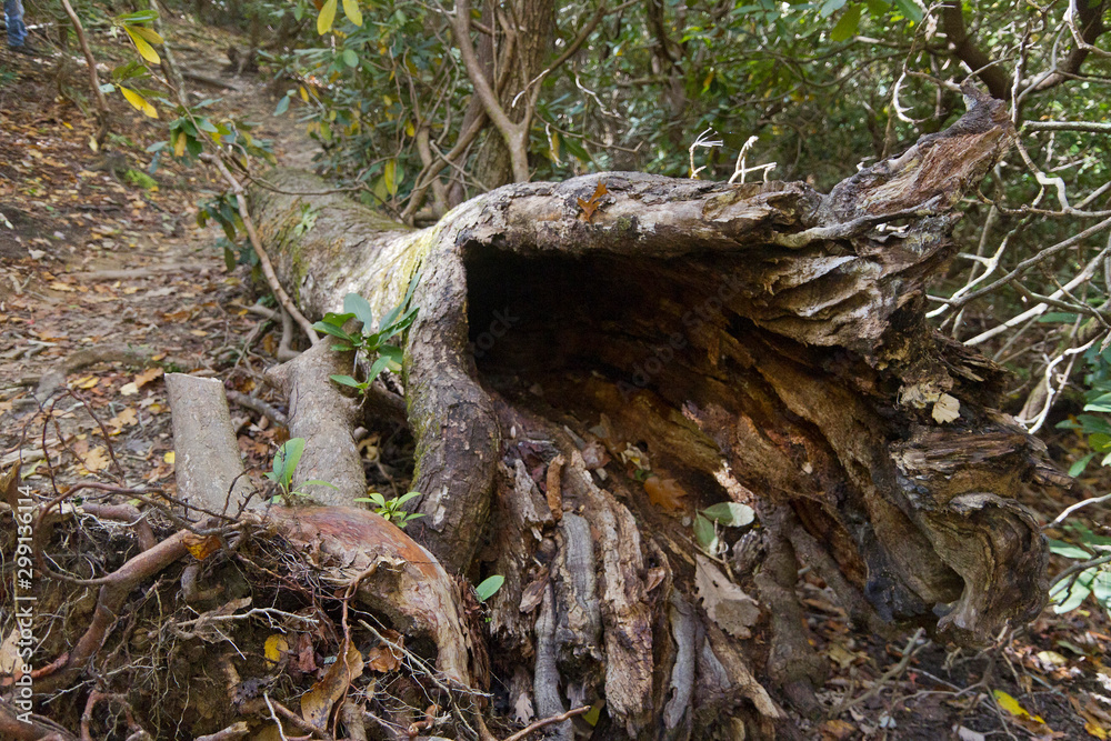 Old Hollow Log, An inviting Animal Habitat On a Mountain Trail Old Hollow Log, An inviting Animal Habitat On a Mountain Trail