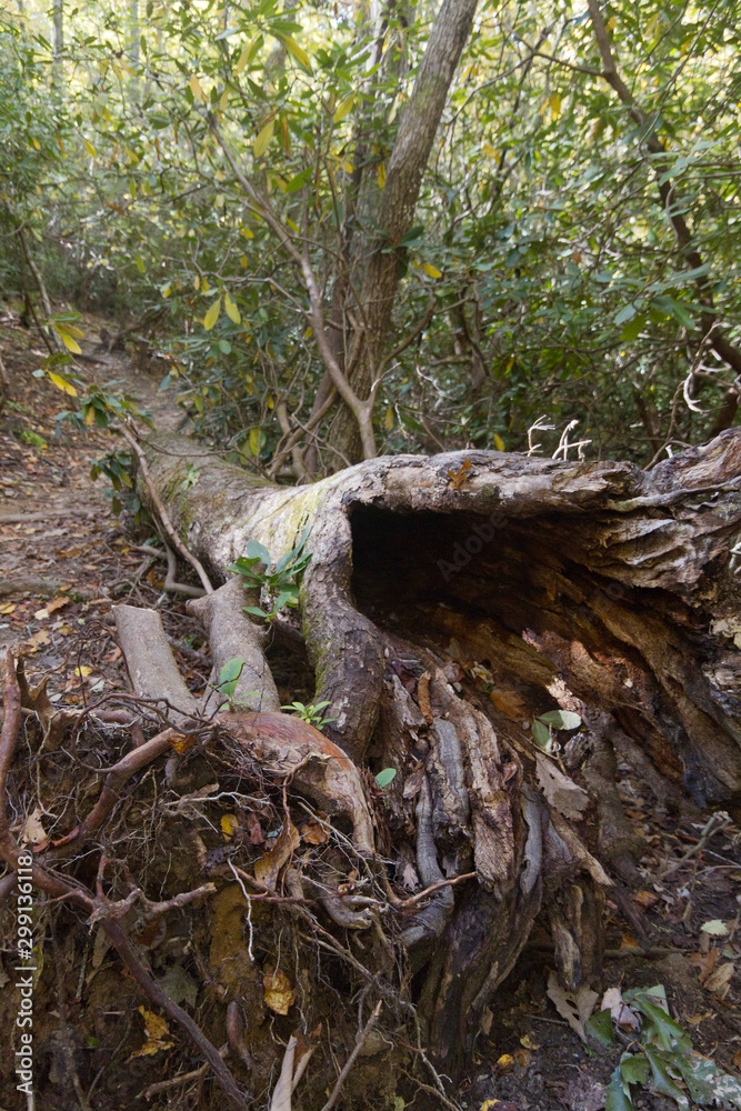 Old Hollowed Out Forest Log With Dark Opening