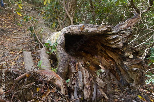 Old Hollow Log, An inviting Animal Habitat On a Mountain Trail