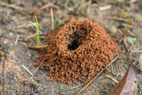 Macro shot of Ant nest on the ground.