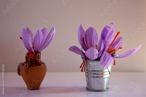 Still life of saffron flower in clay jar and aluminum bucket photo