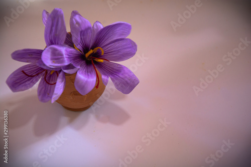 saffron flower in clay vase in the foreground