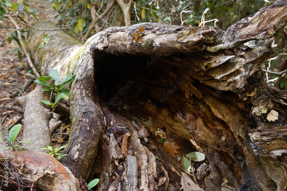 Dark Open End of an Old Hollowed Out Forest Log