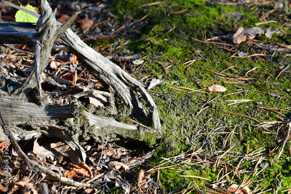 Amazing shape of the roots of a tree, similar to the skull of a sleeping dragon. Background