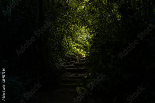 Mysterious opening in forest,  Manoa falls trail, Honolulu Hawaii