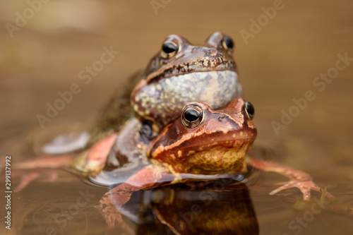 Photography European common frog (Rana temporaria)