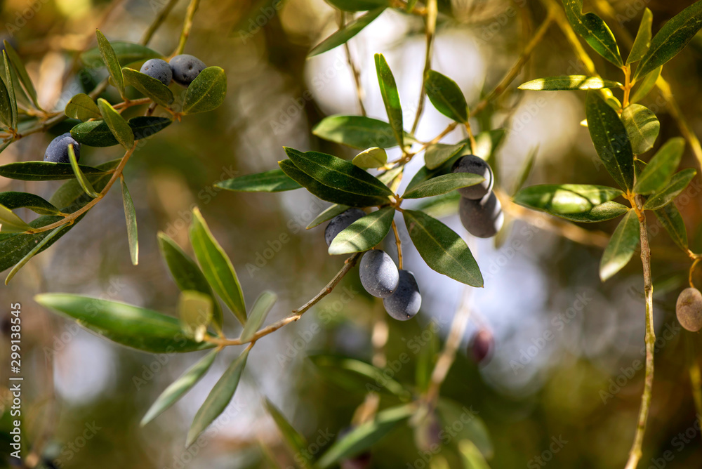 Olive Branches with Green Olives and Black Olives Olive Branches with Green Olives and Black Olives