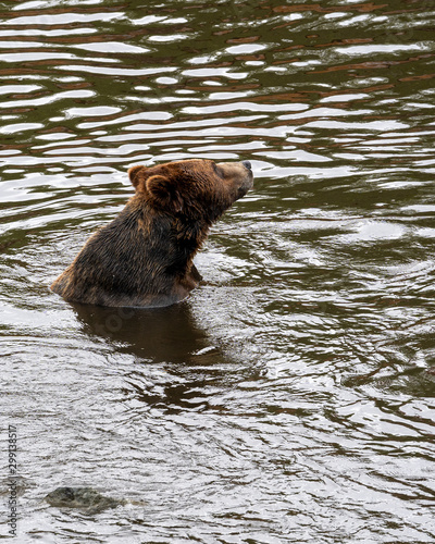 Rescued brown bear in water at The Fortress Of The Bear, in Sitka, Alaska