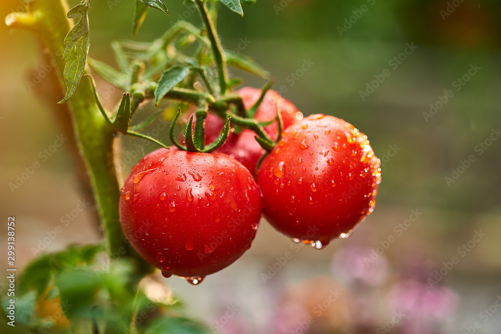 Bunch of ripe natural cherry red tomatoes in water drops growing in a greenhouse ready to pick Bunch of ripe natural cherry red tomatoes in water drops growing in a greenhouse ready to pick