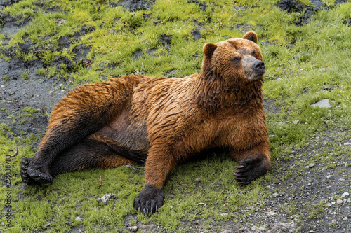 Rescued brown bear relaxes at The Fortress Of The Bear, in Sitka, Alaska