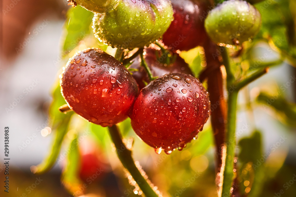 Bunch of ripe natural cherry red tomatoes in water drops growing in a greenhouse ready to pick Bunch of ripe natural cherry red tomatoes in water drops growing in a greenhouse ready to pick