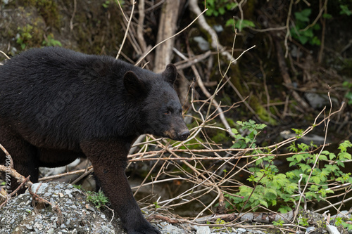 Rescued juvenile black bear at Fortress of the bear in Alaska 